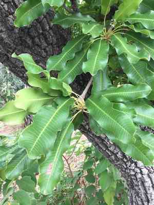Shea butter(Vitellaria paradoxa)
