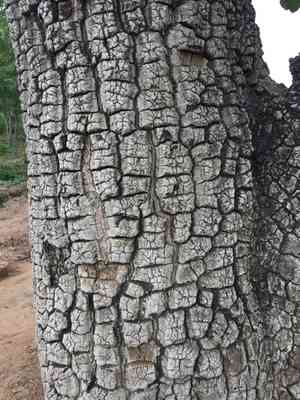 Shea butter(Vitellaria paradoxa)