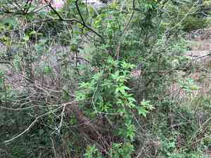 Chinese chaste tree(Vitex negundo)