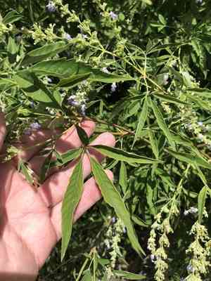Chinese chaste tree(Vitex negundo)