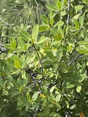 Simpleleaf chastetree(Vitex trifolia)