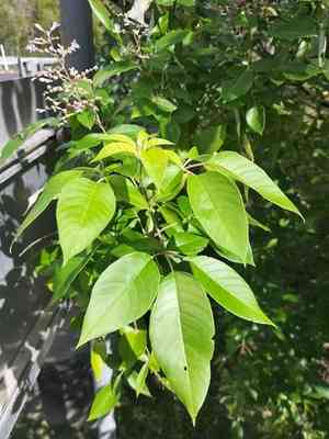 Simpleleaf chastetree(Vitex trifolia)