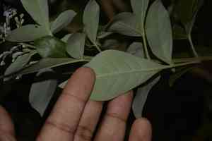 Simpleleaf chastetree(Vitex trifolia)