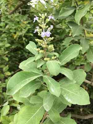 Simpleleaf chastetree(Vitex trifolia)