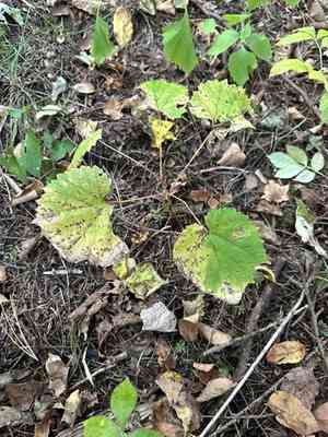 Amur grape(Vitis amurensis)