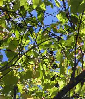 Amur grape(Vitis amurensis)
