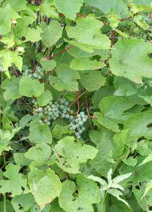 Amur grape(Vitis amurensis)