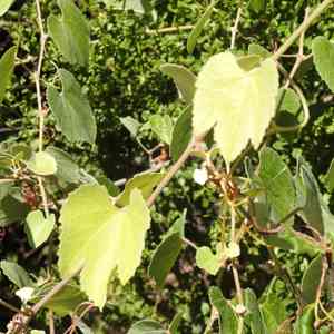 California wild grape(Vitis californica)
