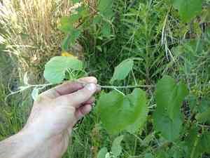 California wild grape(Vitis californica)