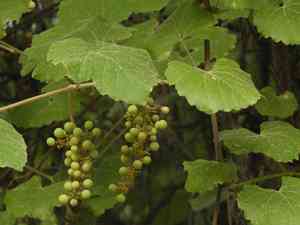 California wild grape(Vitis californica)