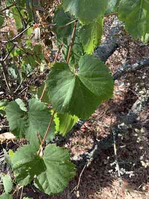 California wild grape(Vitis californica)