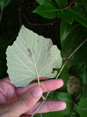 Mustang grape(Vitis mustangensis)