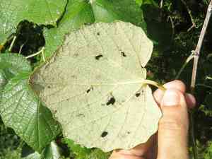 Mustang grape(Vitis mustangensis)