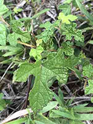 Mustang grape(Vitis mustangensis)