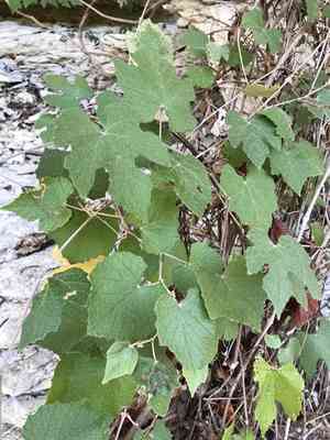 Mustang grape(Vitis mustangensis)