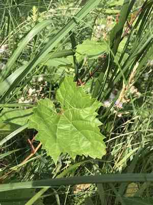 Riverbank grape(Vitis riparia)