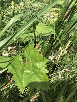 Riverbank grape(Vitis riparia)