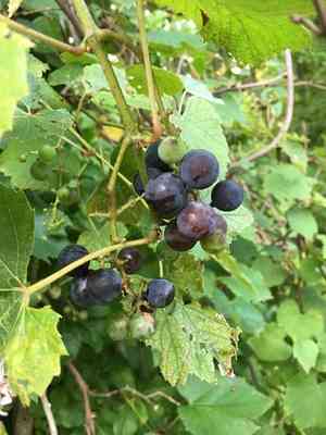 Riverbank grape(Vitis riparia)