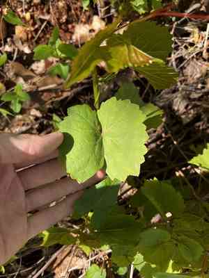 Sand- grape(Vitis rupestris)