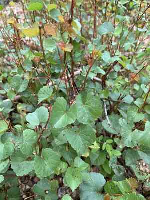 Sand- grape(Vitis rupestris)