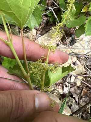 Sand- grape(Vitis rupestris)