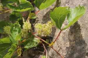 Sand- grape(Vitis rupestris)