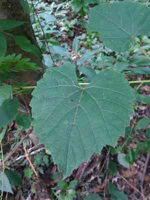 Frost grape(Vitis vulpina)