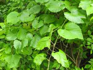 Frost grape(Vitis vulpina)