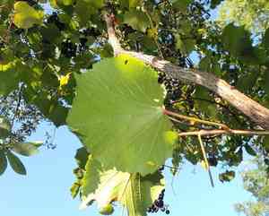 Frost grape(Vitis vulpina)