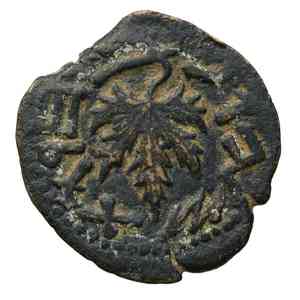 Grapevines (Vitis)(Vitis)