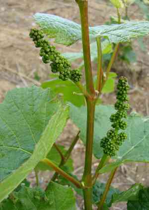Grapevines (Vitis)(Vitis)