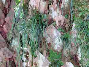 Shoestring fern(Vittaria lineata)