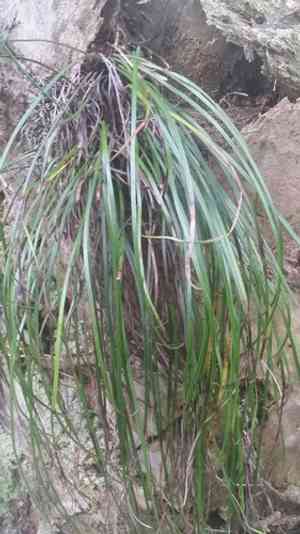 Shoestring fern(Vittaria lineata)