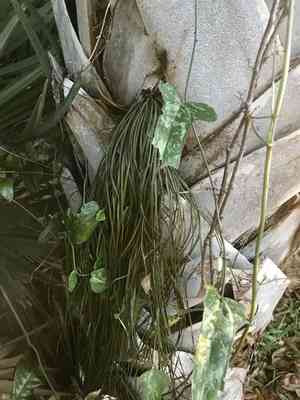 Shoestring fern(Vittaria lineata)