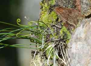 Shoestring fern(Vittaria lineata)