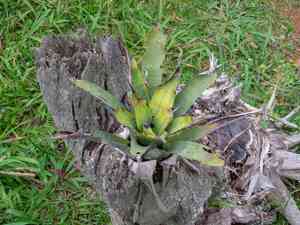 Vriesea gigantea(Vriesea gigantea)