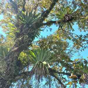 Vriesea gigantea(Vriesea gigantea)