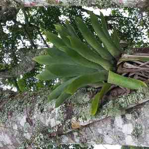 Vriesea gigantea(Vriesea gigantea)