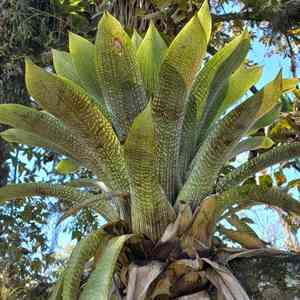 Vriesea gigantea(Vriesea gigantea)