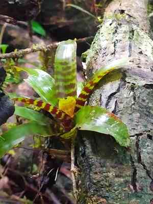 Vriesea splendens(Vriesea splendens)