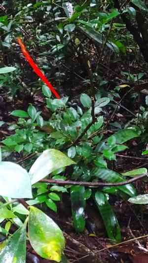 Vriesea splendens(Vriesea splendens)