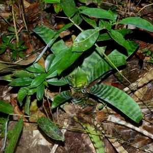 Vriesea splendens(Vriesea splendens)