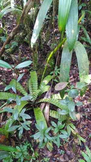 Vriesea splendens(Vriesea splendens)