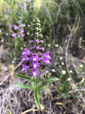 Prairie brazosmint(Warnockia scutellarioides)