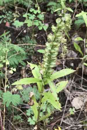 Prairie brazosmint(Warnockia scutellarioides)