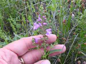 Prairie brazosmint(Warnockia scutellarioides)