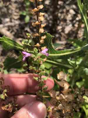 Prairie brazosmint(Warnockia scutellarioides)