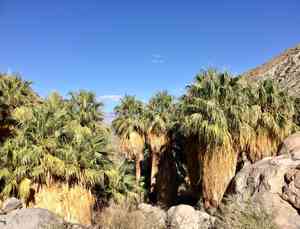 California palm(Washingtonia filifera)