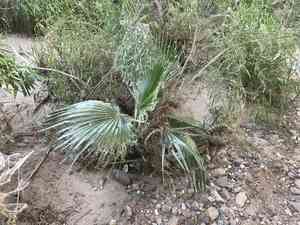 California palm(Washingtonia filifera)