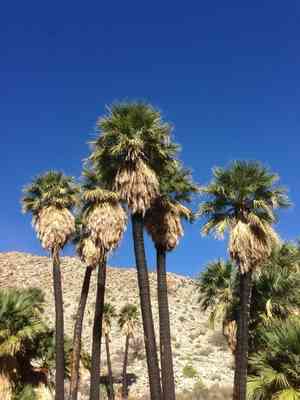 California palm(Washingtonia filifera)